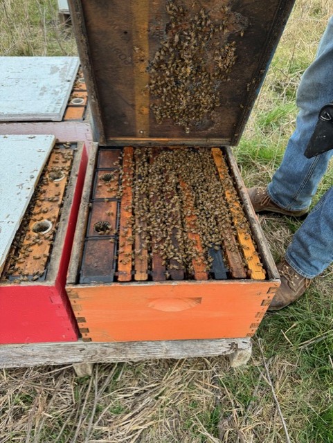 Close-up of a beekeeper inspecting a thriving orange honey bee colony